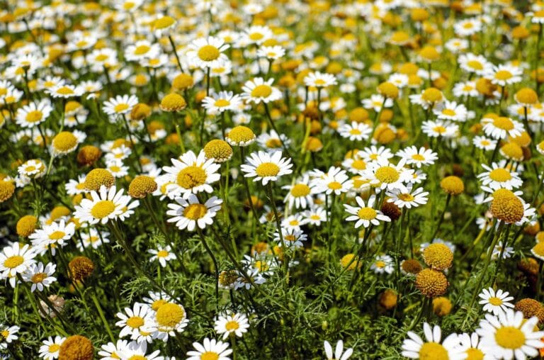 Chamomile: The Natural Remedy for Better Health