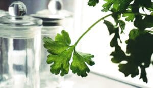 Parsley: The Nutritional Powerhouse and Its Global Impact