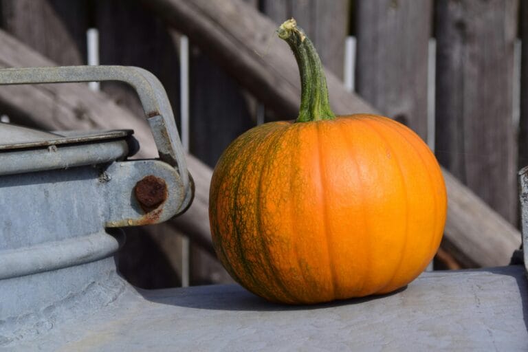 The Versatile Pumpkin: A Superfood for All Seasons
